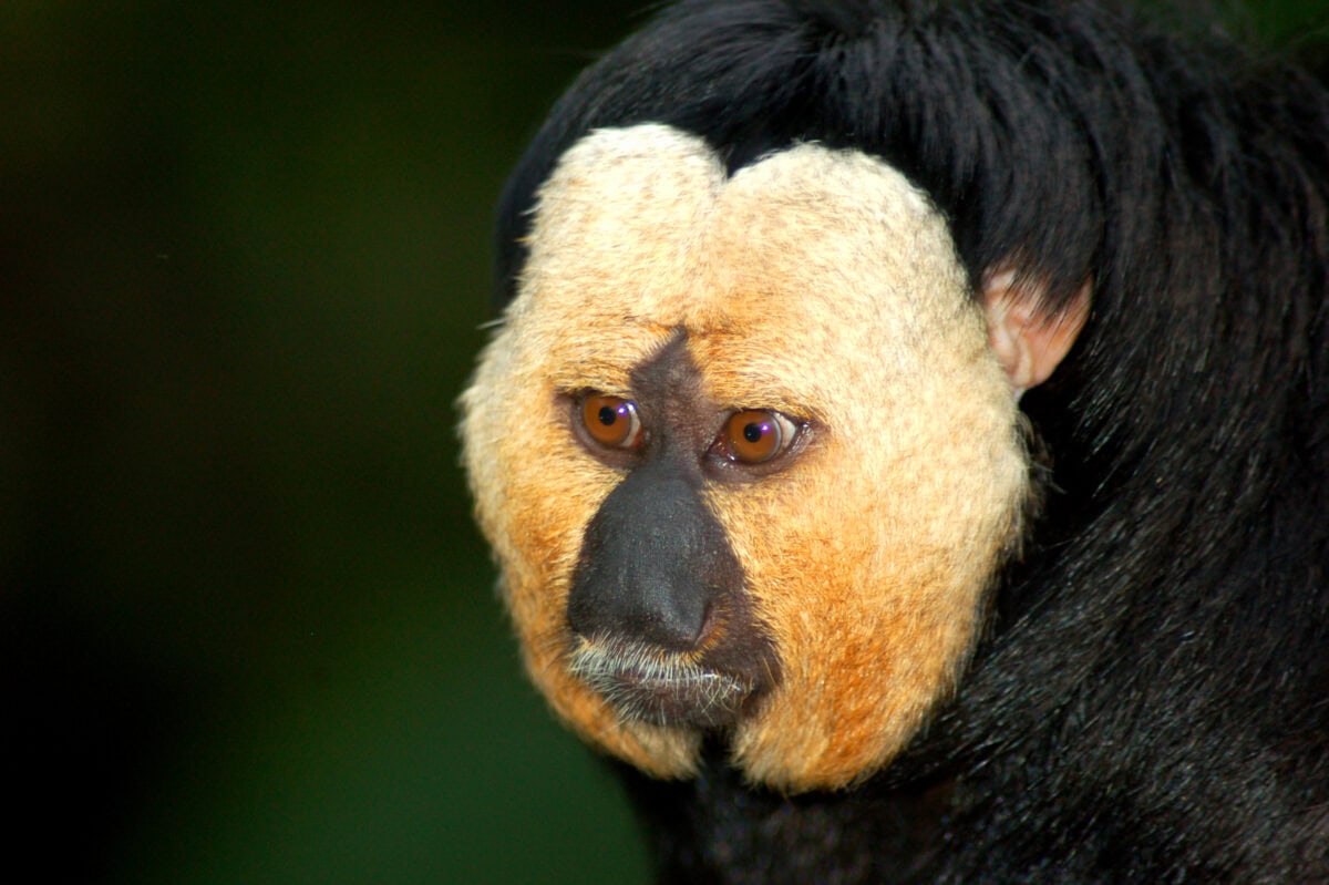 White-faced saki.