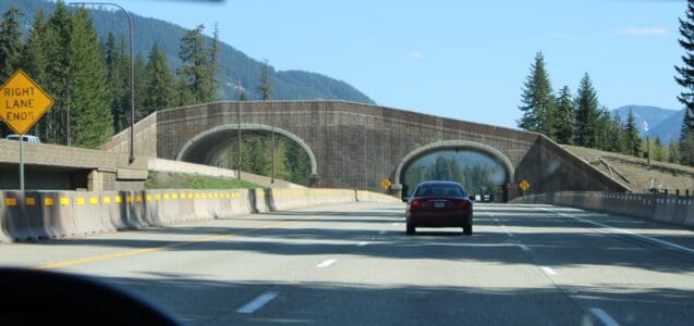 The Largest Wildlife Bridge in the US