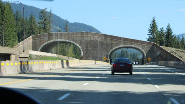 The Largest Wildlife Bridge in the US