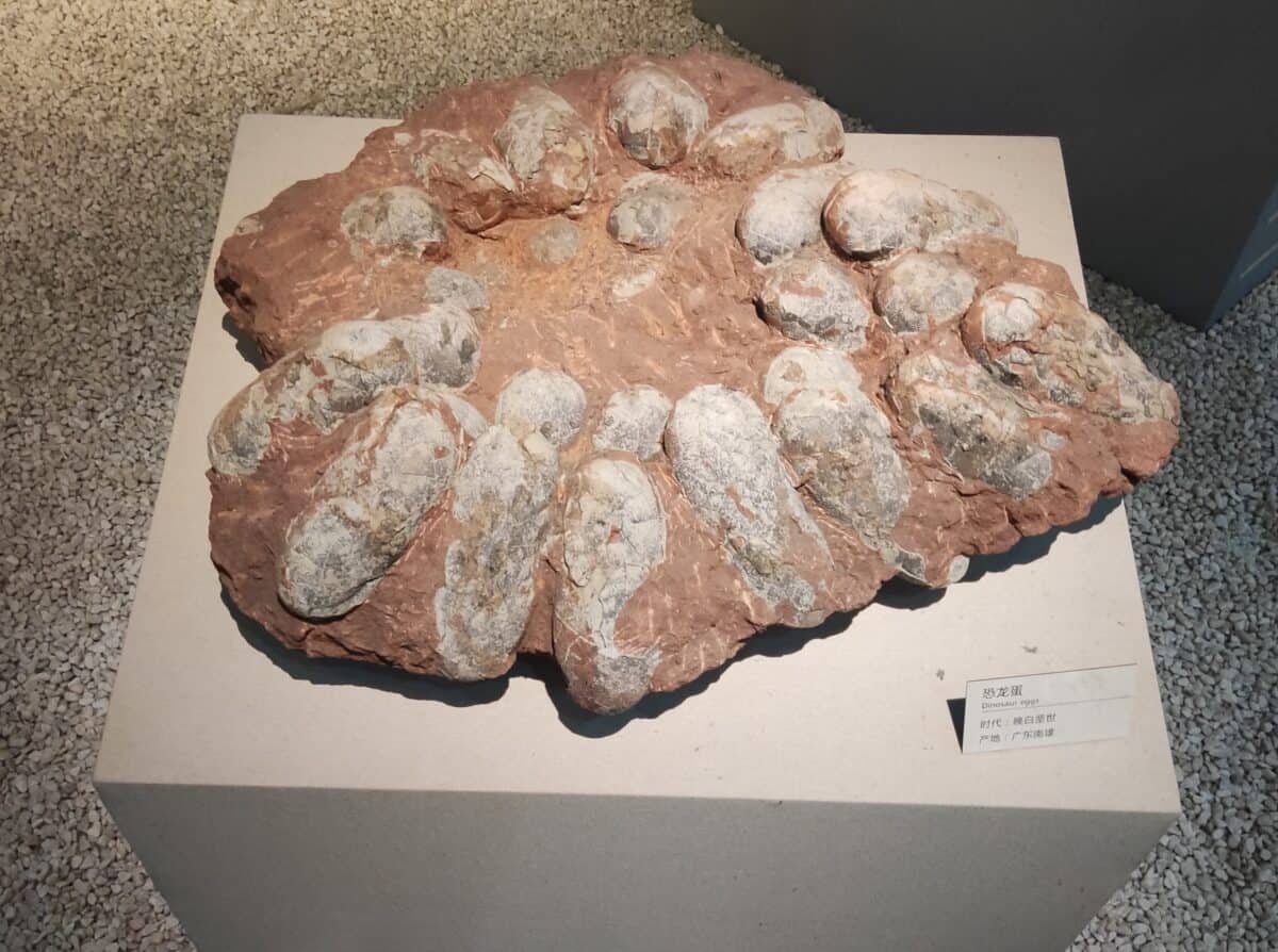 Dinosaur egg nest.
