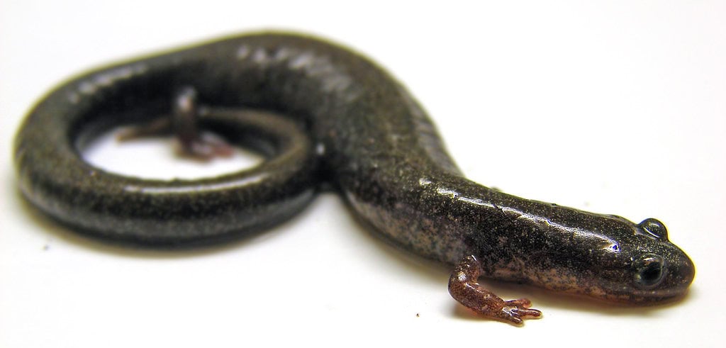 Lungless salamander