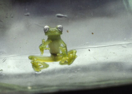 A Transparent Amphibian Was Discovered in American Wetlands