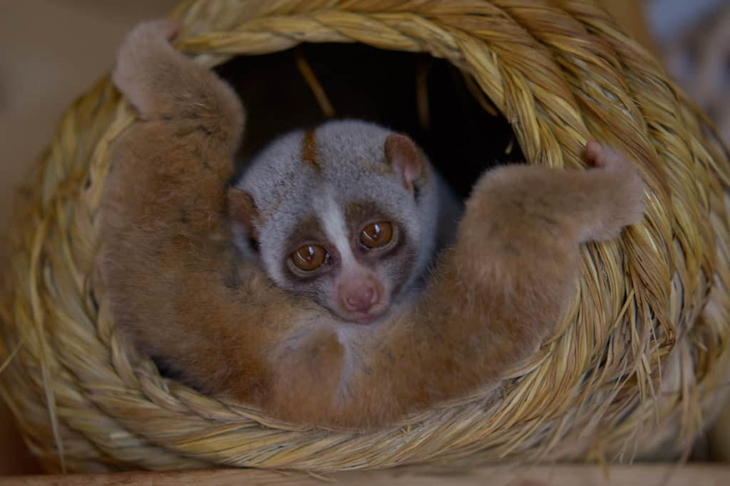 Slow loris