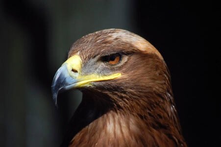 New Record: The Longest Eagle Flight Ever Tracked