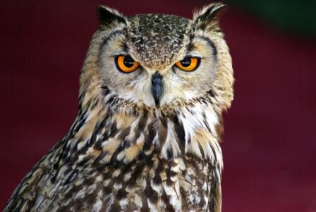 The Science Behind the Owl&rsquo;s Asymmetrical Ears