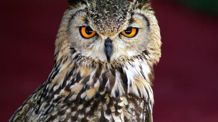 The Science Behind the Owl&rsquo;s Asymmetrical Ears
