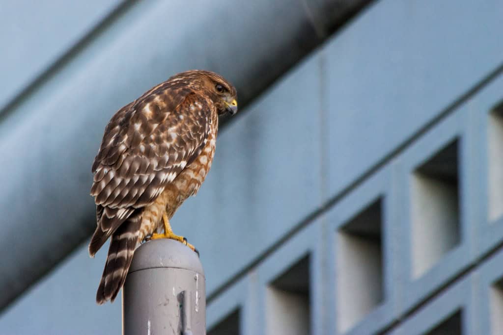 The Urban Bird