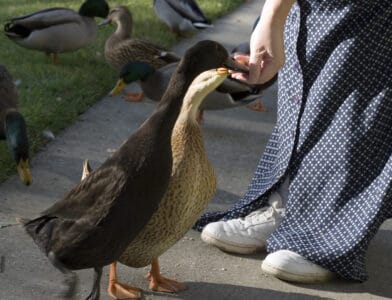 Why You Should Stop Feeding Ducks at the Park