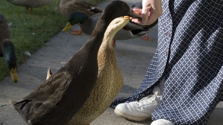 Why You Should Stop Feeding Ducks at the Park
