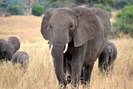 Could the Great Plains Could Welcome Elephants by 2035?