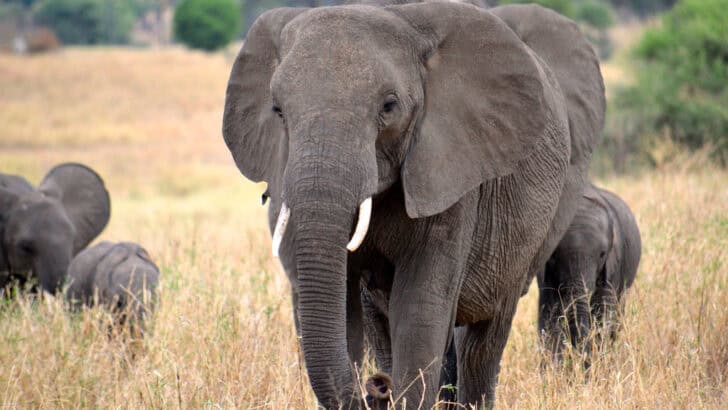 Could the Great Plains Could Welcome Elephants by 2035?