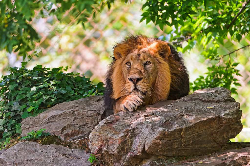 Asiatic lion