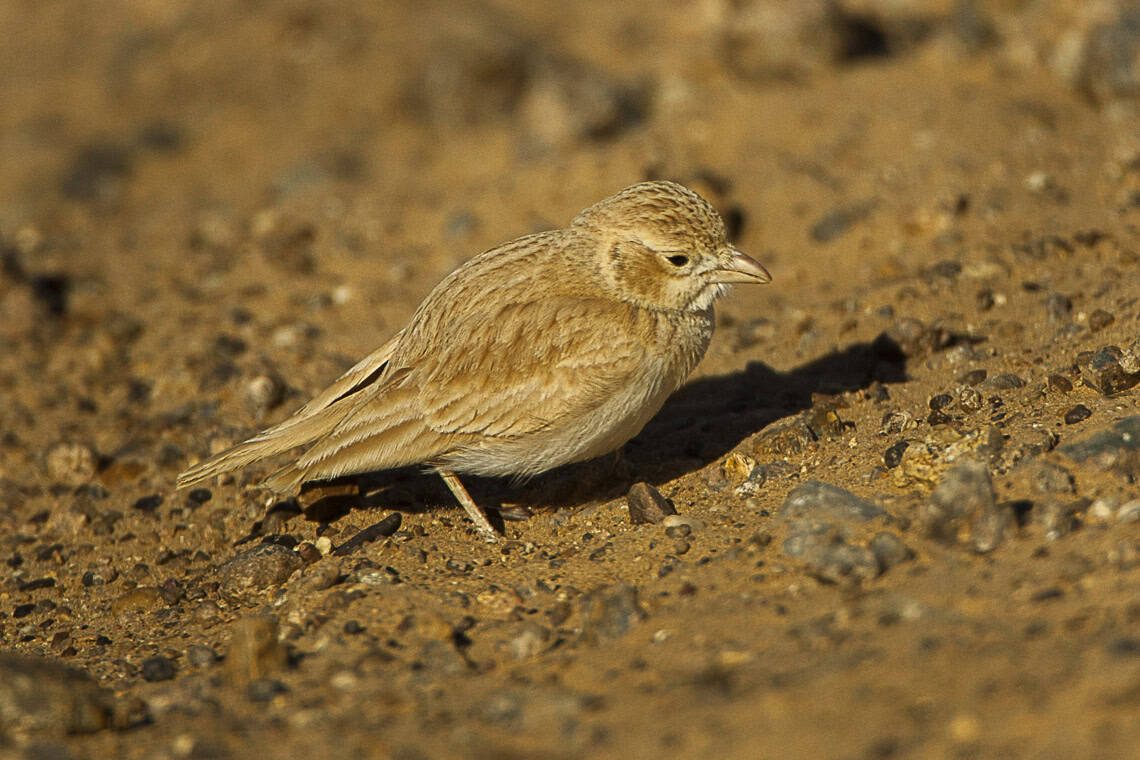 desert lark