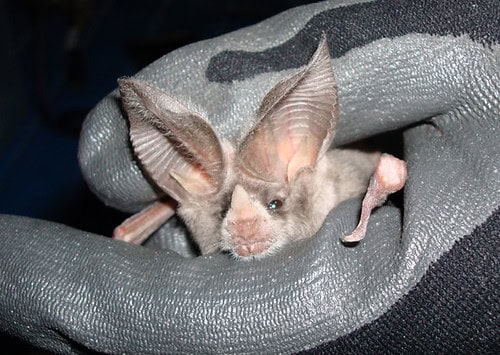 Leaf-Nosed Bat