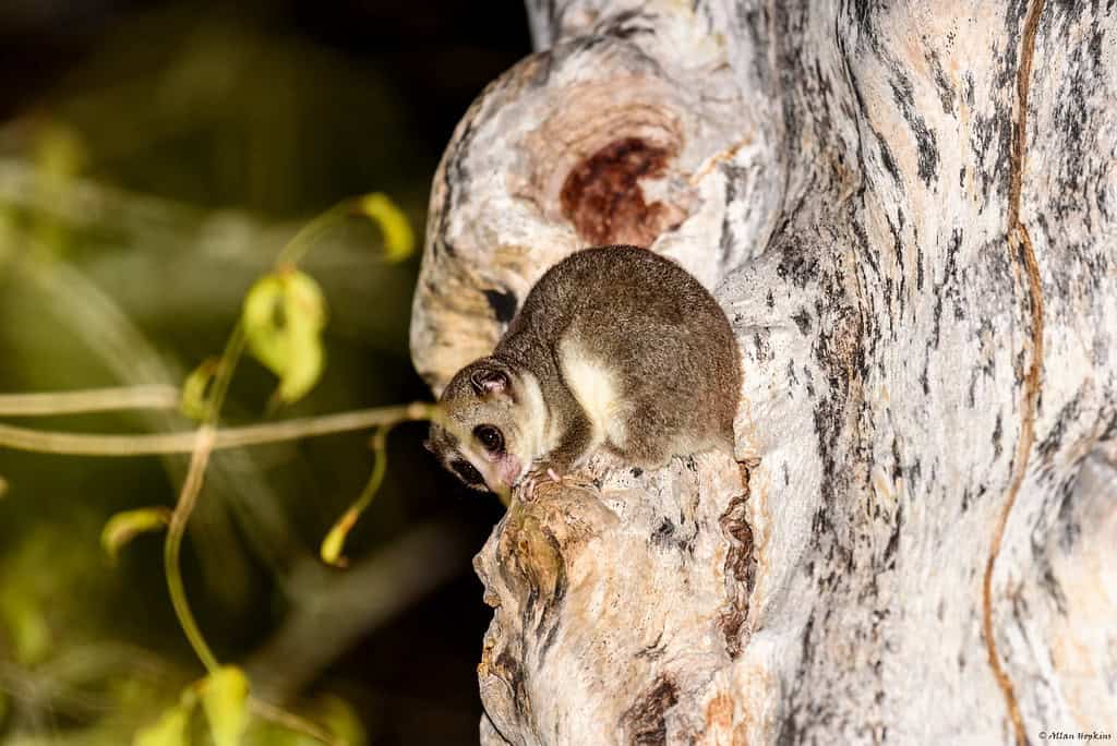 Fat-Tailed Dwarf Lemur