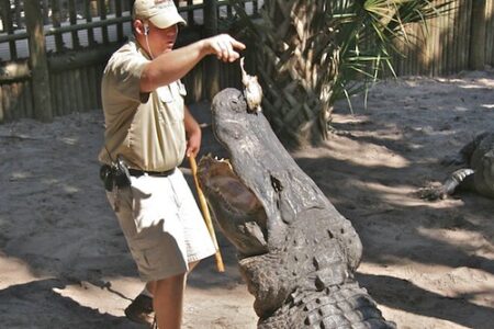 What Happens If an Alligator Crosses Paths With a Human