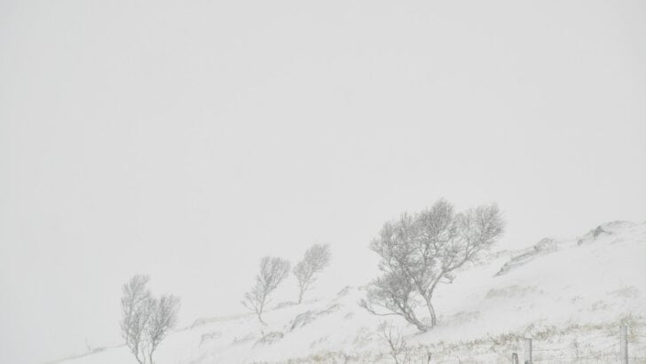 The Arctic Wind Pattern That’s Bringing Cold Snaps to Texas