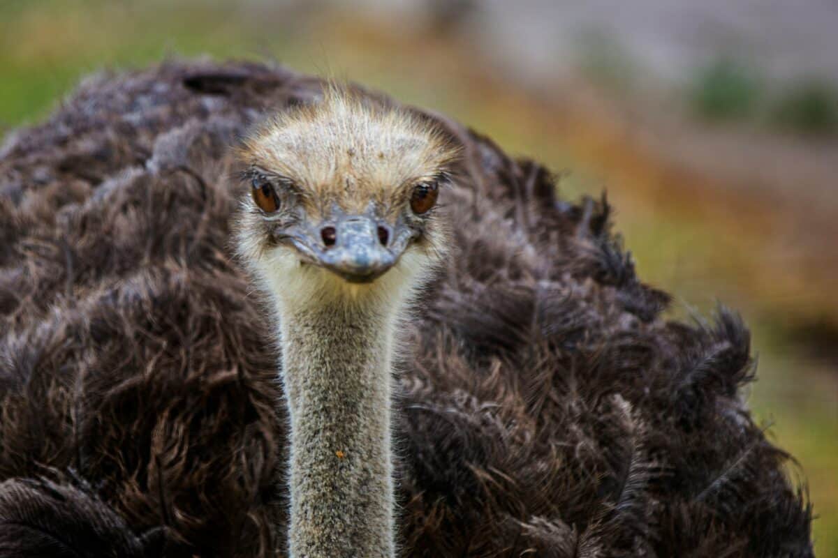 A close-up view of an ostrich's head.