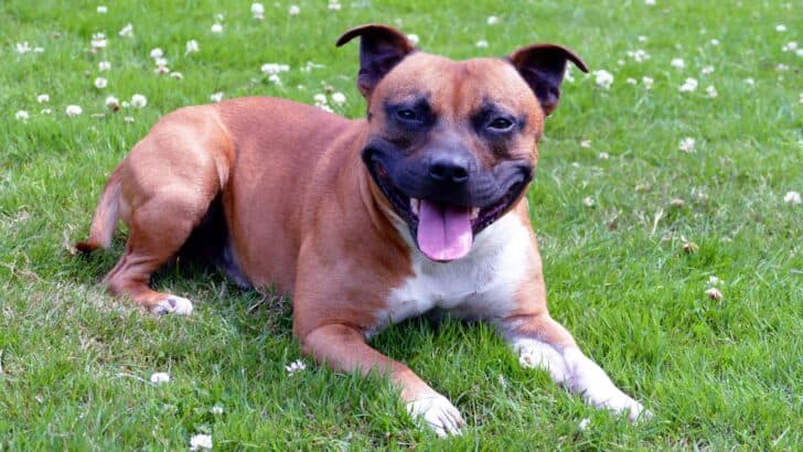 Shelter Dog Mauls Mother and Child in North Carolina