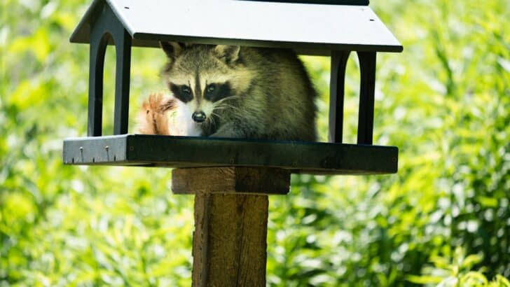 The Smartest Animals Who Show Problem-Solving Skills