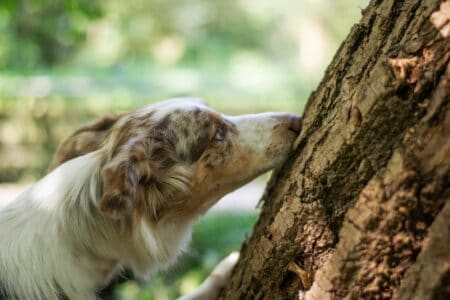 These Dogs Are on a Mission to Sniff Out an Invasive Threat