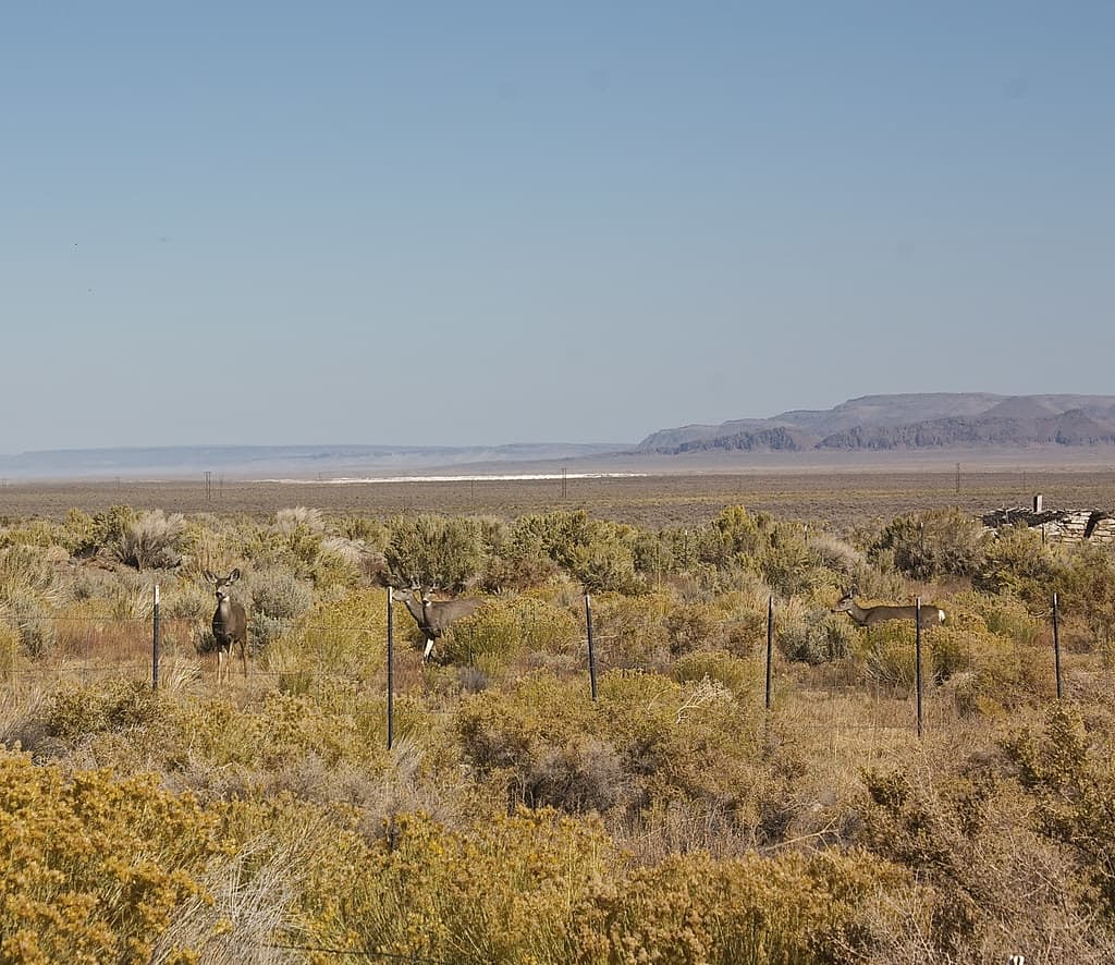 Oregon Outback
