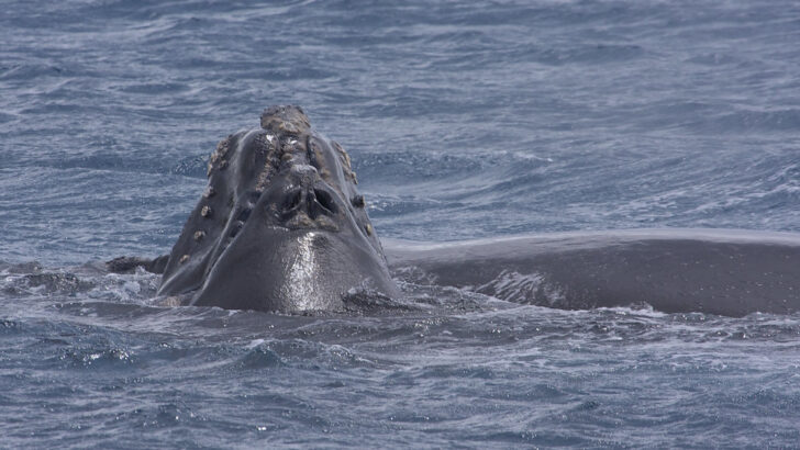 Could Whales Be the Planet’s Most Important Carbon Sinks?
