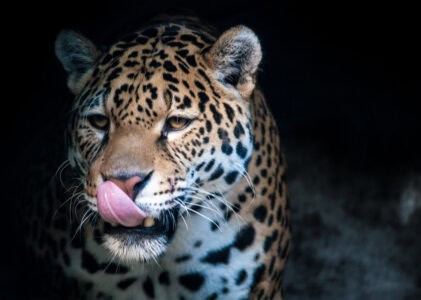 Why Rewilding Jaguars Could Change the U.S. Ecosystem