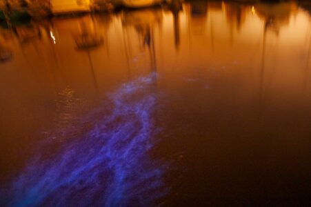 Could Bioluminescent Animals Help Cure Cancer?