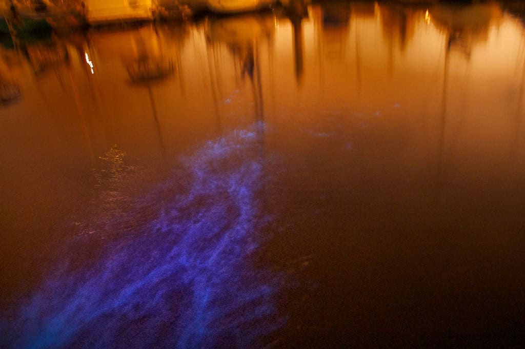 Bioluminescence