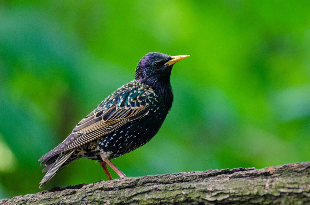 Bird song