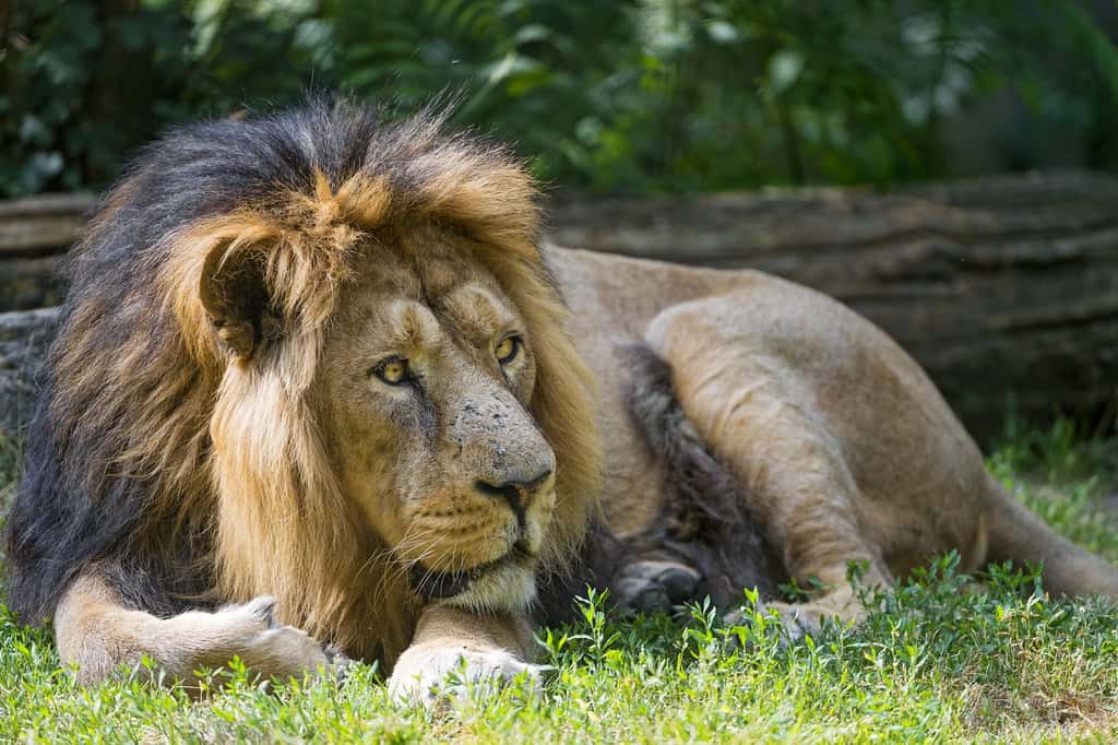 Asiatic lion