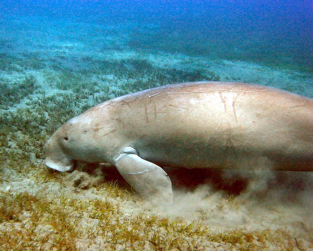 Dugong