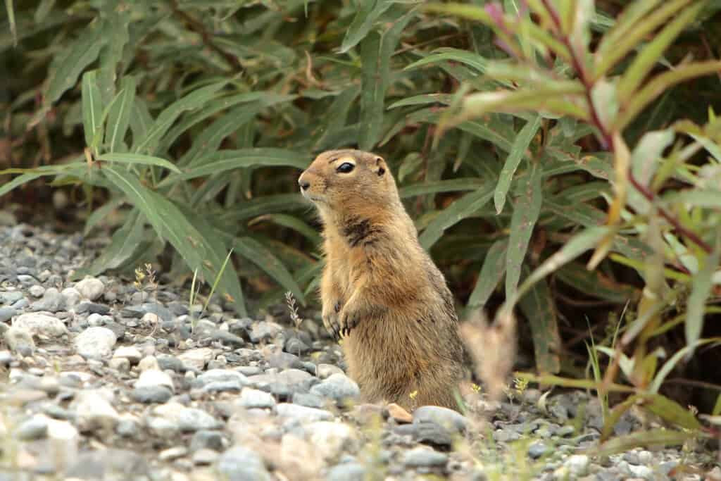 Arctic ground squirrel.  
