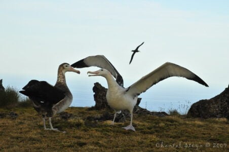 This Forgotten Island Holds the World&rsquo;s Largest Seabird Colony