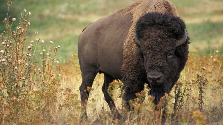 How Bison Are Helping Revive the Great Plains
