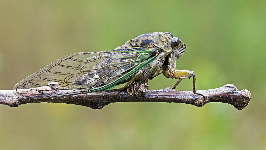 Cicada