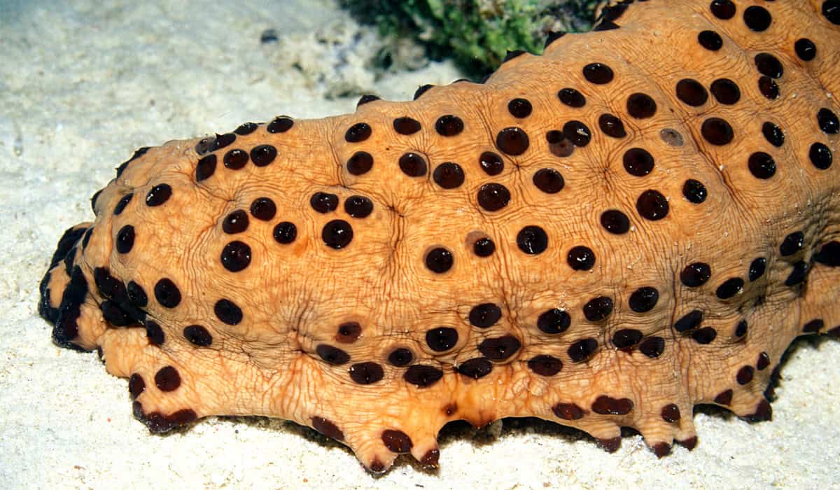 Sea Cucumber