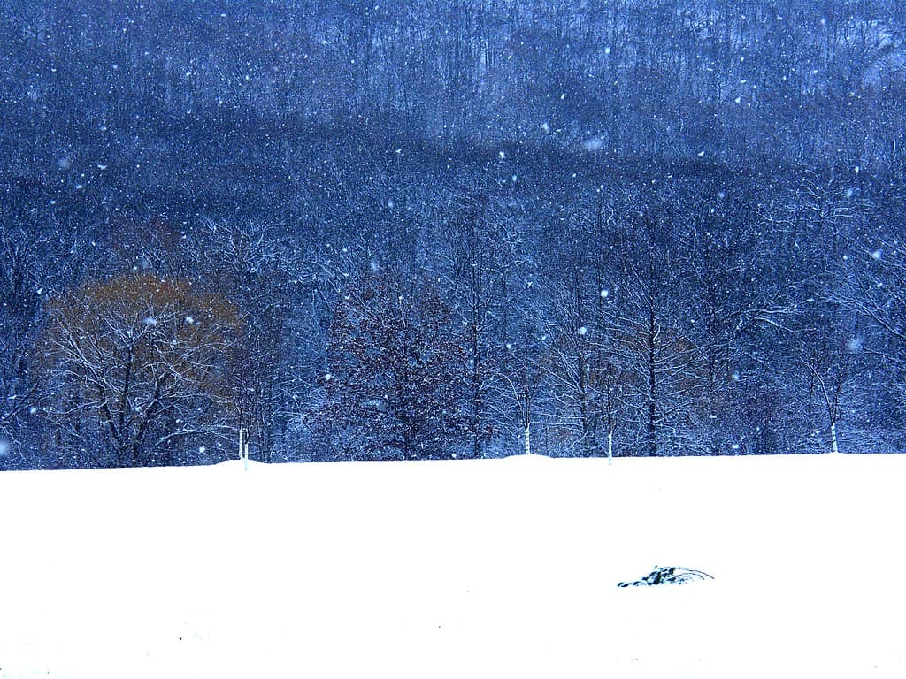 Arctic wind