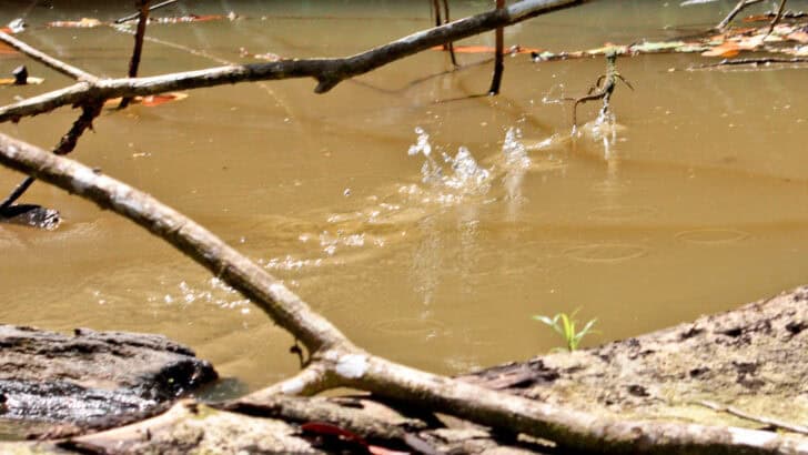 Fastest Reptile Runs on Water