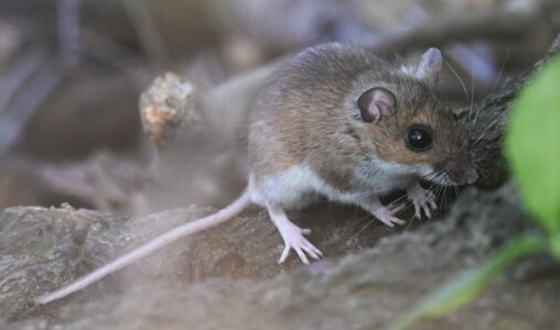 A New Rodent Species Found in Appalachian Mountains