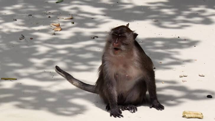 These Monkeys Fish With Their Hands