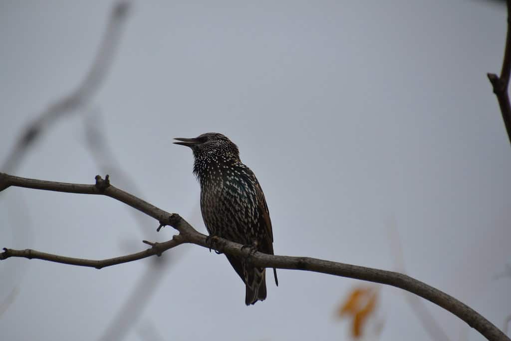 Bird song