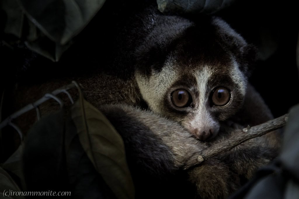 Slow loris