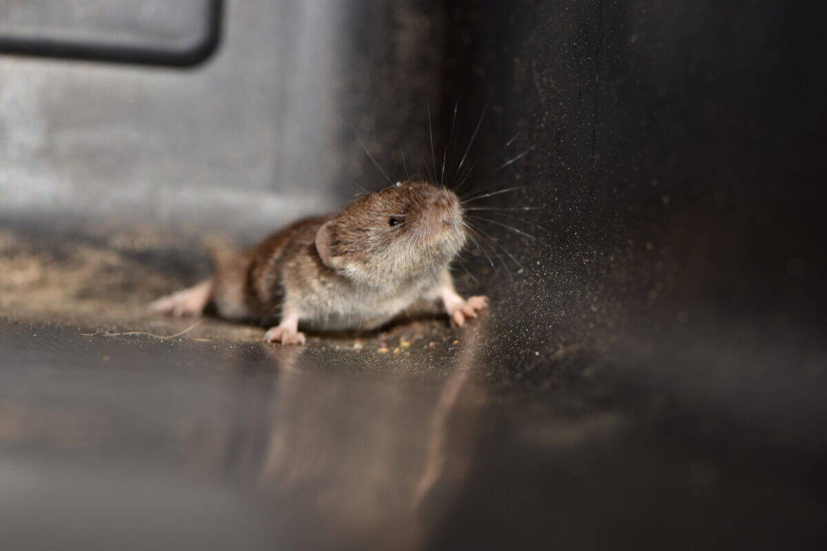 Etruscan Shrew