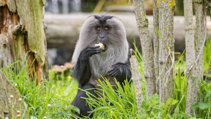 Surprising Foods Wild Animals Have Learned to Eat