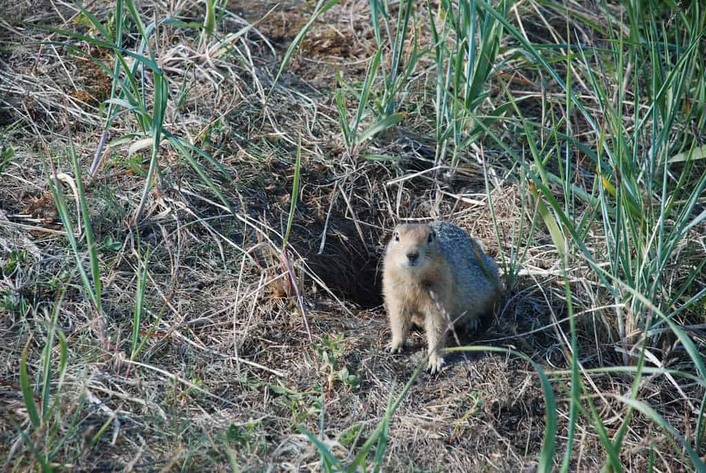 Arctic ground squirrel. 
