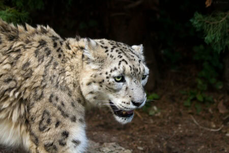 Meet the Snow Leopard: Everest’s Elusive Predator