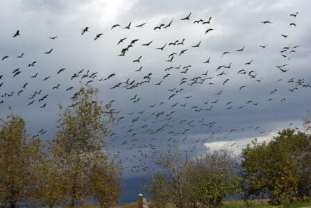 The Science Behind Bird Migration and How You Can Help