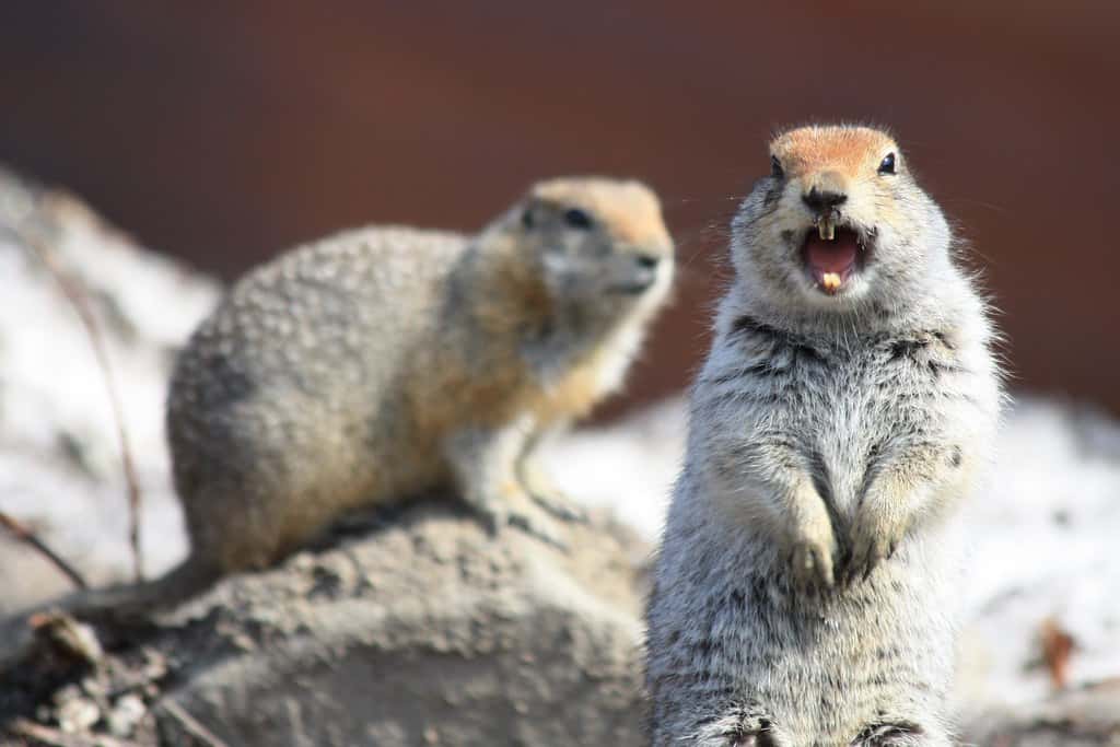Arctic ground squirrel